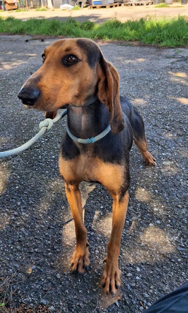 BOBO IL SEGUGIO Foto 2